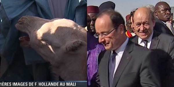 Mali : le chameau de Hollande a été mangé