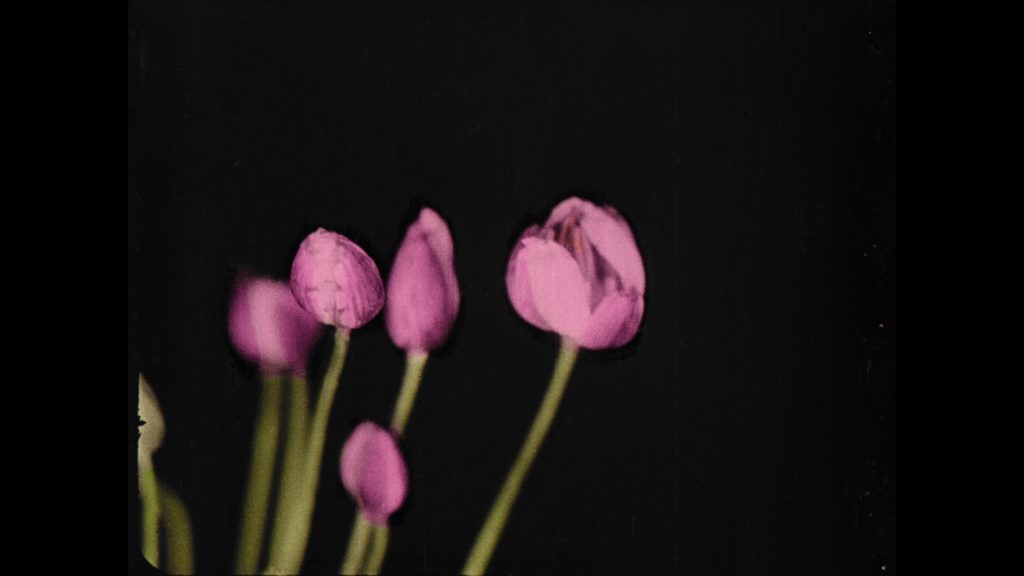 Epanouissement-de-quelques-fleurs-2-Jean-Comandon-et-Emile-Labrely-1919-film-35-mm-127m-©CD92-Musee-departemental-Albert-Kahn.jpg